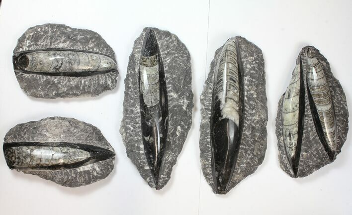 Lot: - Polished Orthoceras Fossils - Pieces #134040